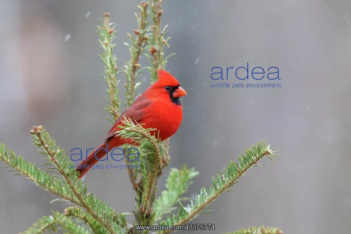 : Northern cardinal male in fir tree in snow, Marion : Northern cardinal male in fir tree in snow, Marion
