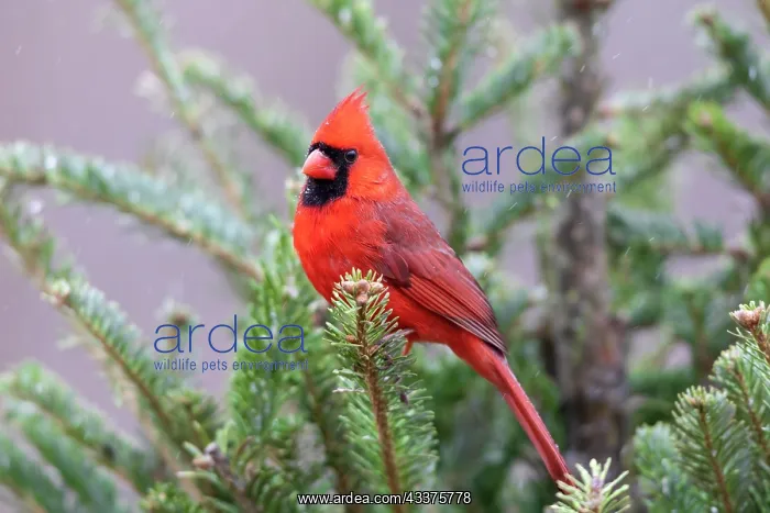 : Northern cardinal male in fir tree in snow, Marion : Northern cardinal male in fir tree in snow, Marion