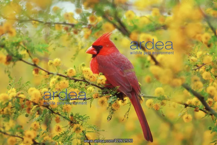 : Northern CARDINAL - male, in huisache tree : Northern CARDINAL - male, in huisache tree