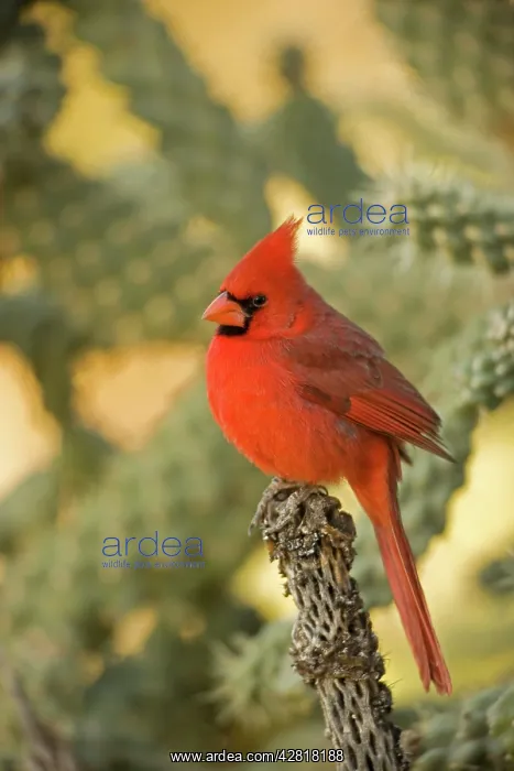: Northern Cardinal - Male, Perched on ocotilla : Northern Cardinal - Male, Perched on ocotilla