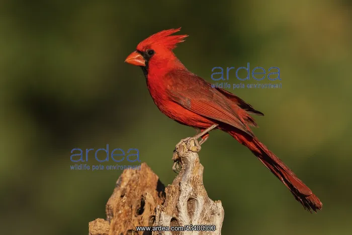 : Northern cardinal male portrait, USA, Arizona : Northern cardinal male portrait, USA, Arizona