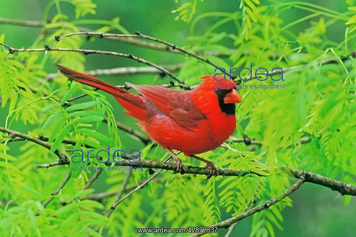 : Northern Cardinal - Male, sitting in bush in Spring : Northern Cardinal - Male, sitting in bush in Spring