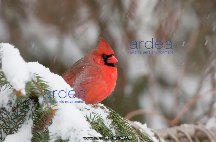 : Northern Cardinal - male in snow : Northern Cardinal - male in snow