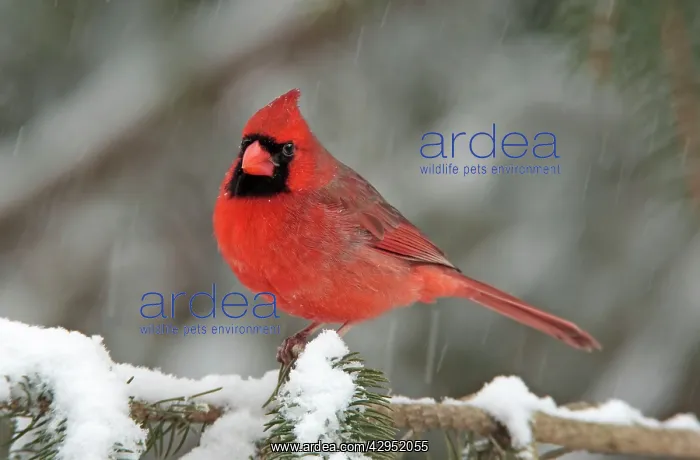 : Northern Cardinal - male in the snow : Northern Cardinal - male in the snow