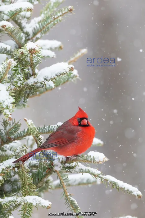 : Northern cardinal male in spruce tree in winter : Northern cardinal male in spruce tree in winter