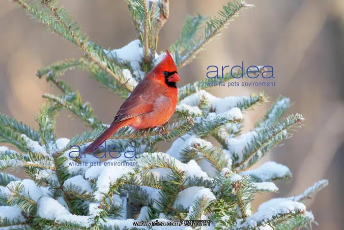: Northern cardinal male in spruce tree in winter : Northern cardinal male in spruce tree in winter