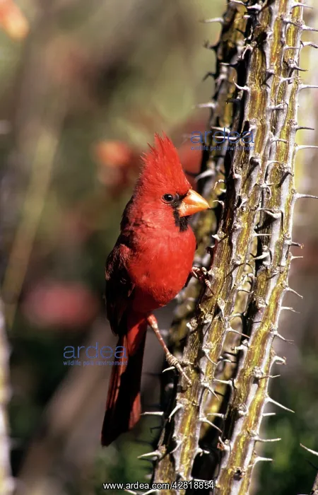 : Northern CARDINAL - male, on tree : Northern CARDINAL - male, on tree