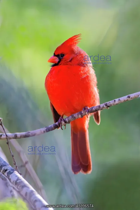 : Northern cardinal male warming in sun : Northern cardinal male warming in sun