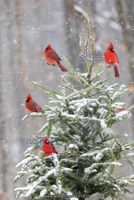 : Northern cardinal males in spruce tree in winter : Northern cardinal males in spruce tree in winter