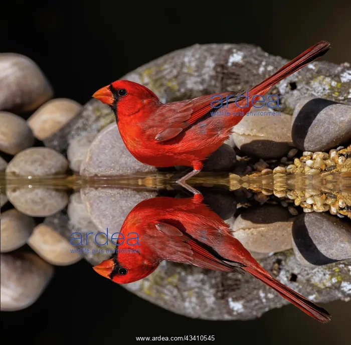 : Northern Cardinal and mirror reflection on small : Northern Cardinal and mirror reflection on small
