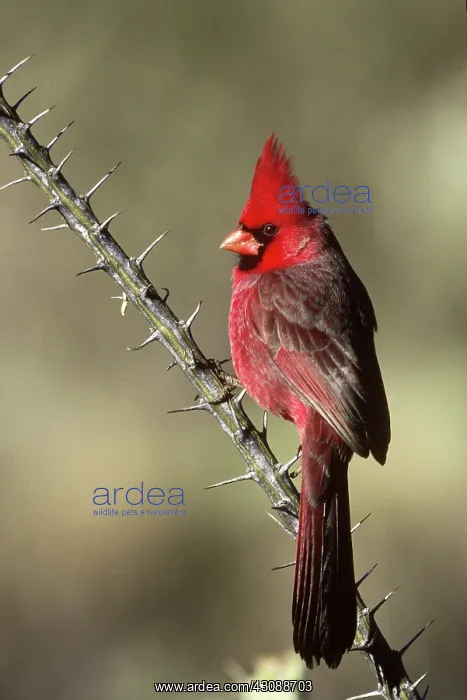 : Northern Cardinal on Ocotillo : Northern Cardinal on Ocotillo