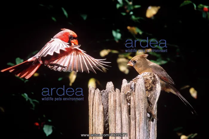: Northern Cardinal pair : Northern Cardinal pair