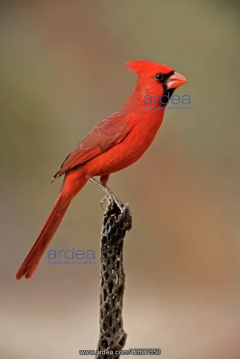 : Northern Cardinal - Perched on cactus : Northern Cardinal - Perched on cactus