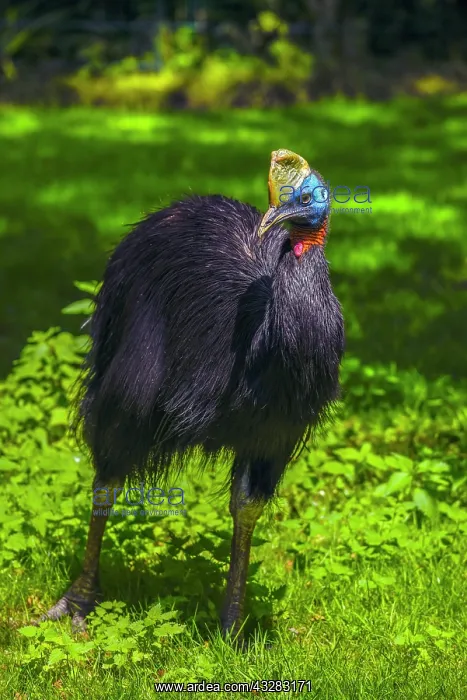: Northern Cassowary (Casuarius unappendiculatus) : Northern Cassowary (Casuarius unappendiculatus)