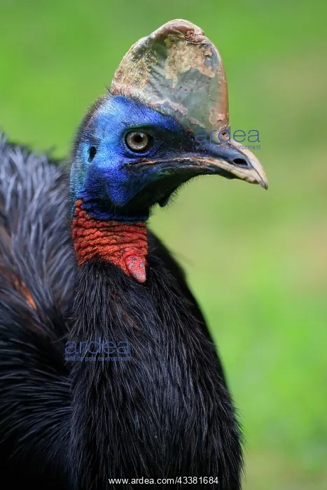 : Northern cassowary (Casuarius unappendiculatus) : Northern cassowary (Casuarius unappendiculatus)
