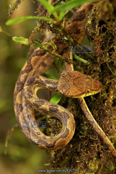 : Northern Cat-eyed Snake : Northern Cat-eyed Snake