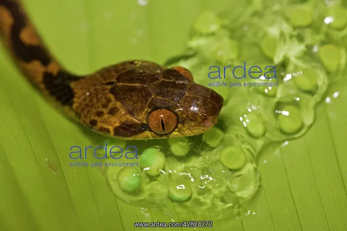: Northern Cat-eyed Snake - eating frog eggs : Northern Cat-eyed Snake - eating frog eggs