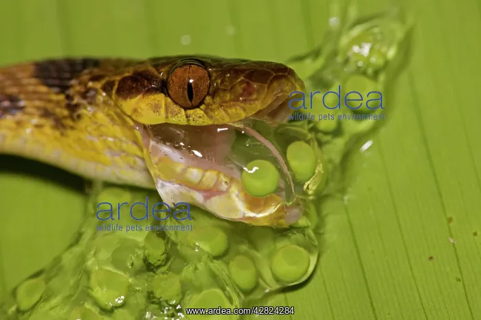 : Northern Cat-eyed Snake - eating frog eggs : Northern Cat-eyed Snake - eating frog eggs