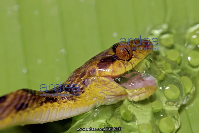  : Northern cat-eyed snake - eating frog eggs