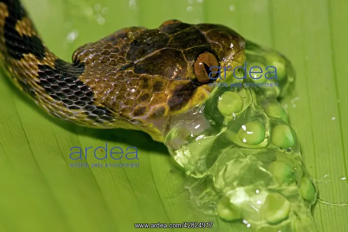  : Northern cat-eyed snake - eating frog eggs