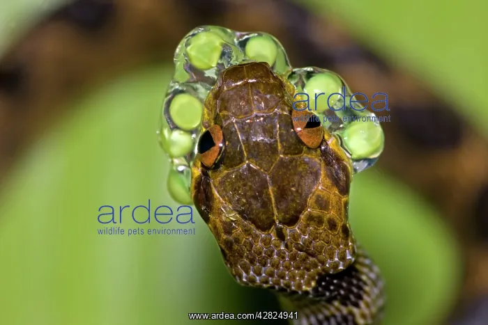  : Northern cat-eyed snake - eating frog eggs