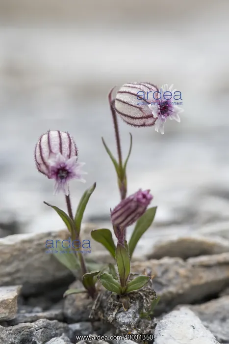 : Northern catchfly - flowering - Svalbard, Norway : Northern catchfly - flowering - Svalbard, Norway