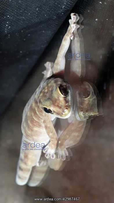  : Northern Cave Gecko. hanging on to a sheet of