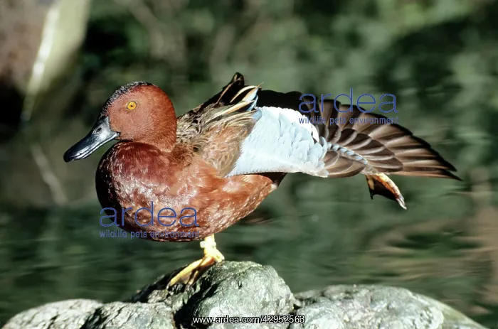 : Northern Cinnamon Teal : Northern Cinnamon Teal