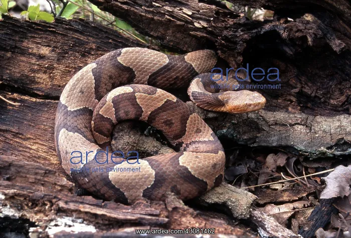  : Northern Copperhead