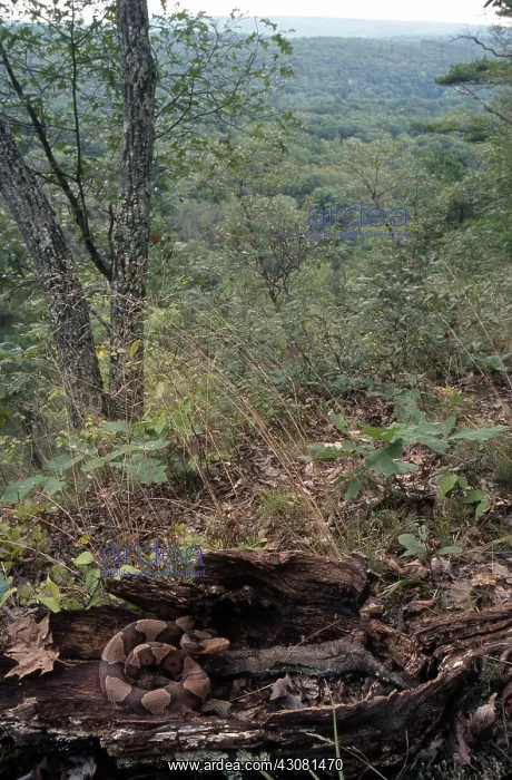 : Northern Copperhead : Northern Copperhead