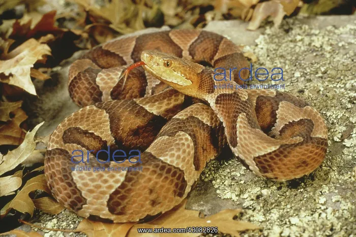 : Northern Copperhead : Northern Copperhead