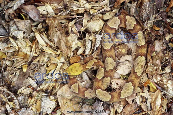  : Northern Copperhead