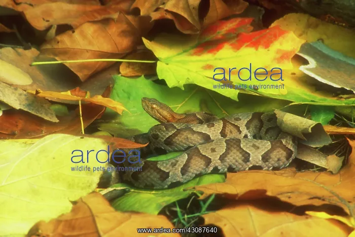 : Northern Copperhead camouflaged in leaves : Northern Copperhead camouflaged in leaves