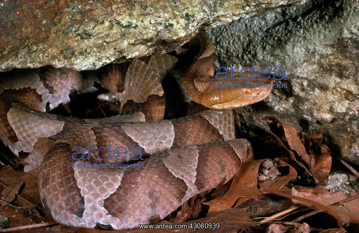 : Northern Copperhead Snake : Northern Copperhead Snake