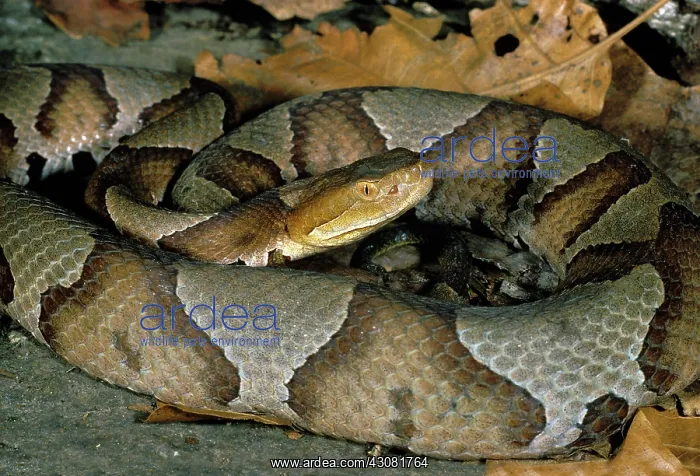 : Northern Copperhead Snake : Northern Copperhead Snake