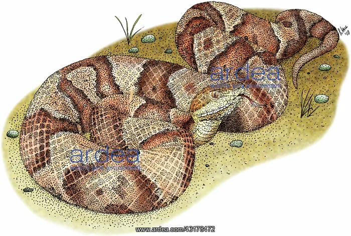 : Northern Copperhead Snake : Northern Copperhead Snake