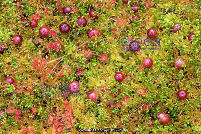  : Northern Cranberry