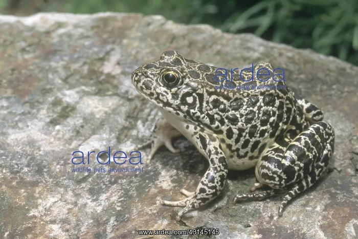 : Northern Crawfish Frog : Northern Crawfish Frog