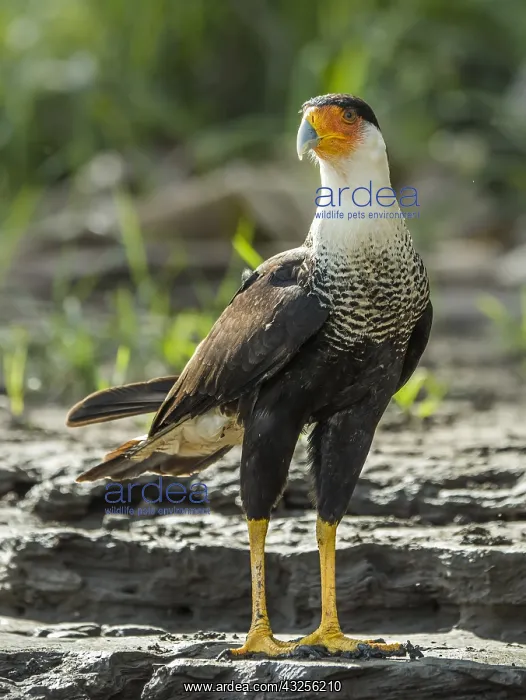 : Northern Crested Caracara (Caracara cheriway) w : Northern Crested Caracara (Caracara cheriway) w