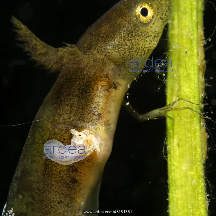 : Northern Crested Newt larva (Triturus cristatus) : Northern Crested Newt larva (Triturus cristatus)