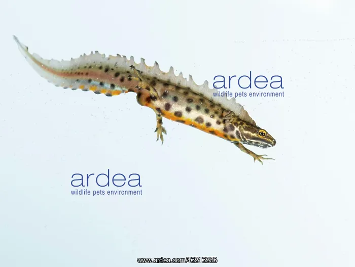 : Northern crested newt (Triturus cristatus), cut : Northern crested newt (Triturus cristatus), cut