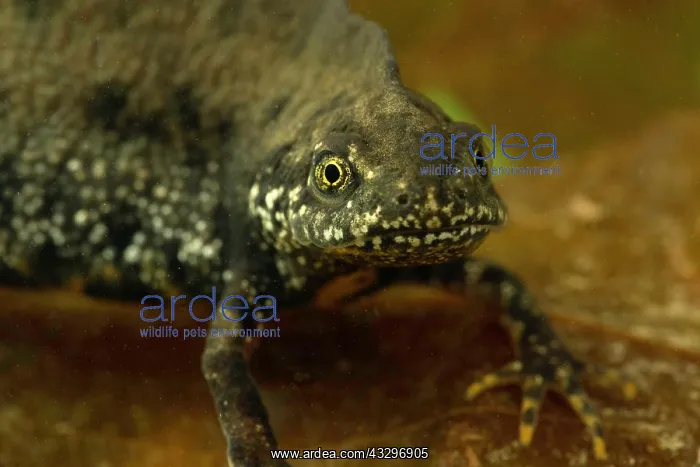 : Northern crested newt (Triturus cristatus) in water : Northern crested newt (Triturus cristatus) in water