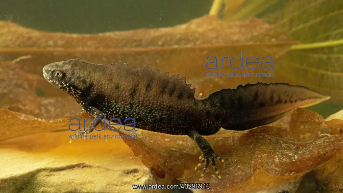 : Northern crested newt (Triturus cristatus) in water : Northern crested newt (Triturus cristatus) in water