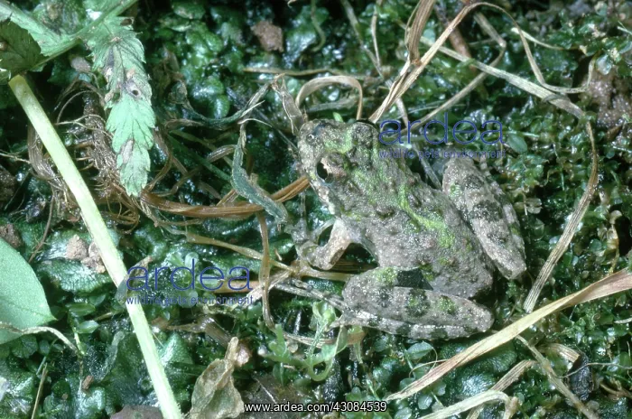 : Northern Cricket Frog : Northern Cricket Frog