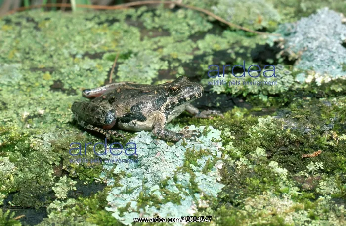 : Northern Cricket Frog : Northern Cricket Frog