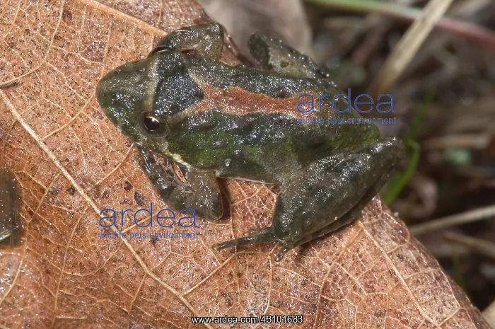 : Northern cricket frog : Northern cricket frog