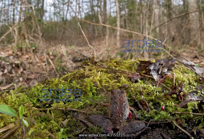 : Northern Cricket Frog : Northern Cricket Frog