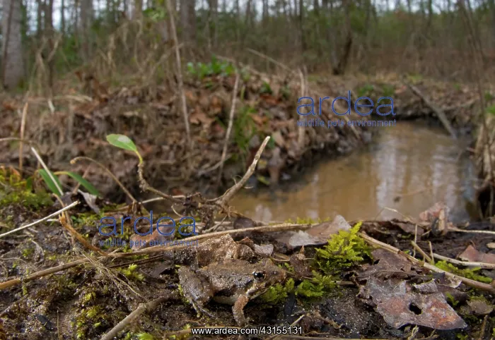: Northern Cricket Frog : Northern Cricket Frog