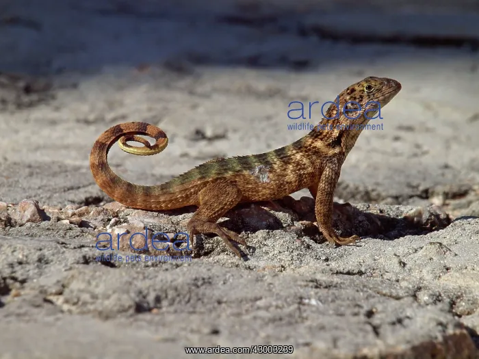 : Northern Curly-tailed Lizard : Northern Curly-tailed Lizard