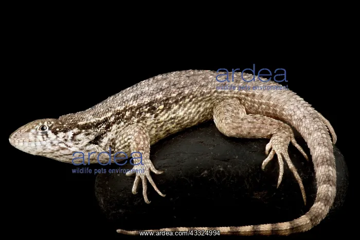 : Northern Curly-tailed Lizard (Leiocephalus carin : Northern Curly-tailed Lizard (Leiocephalus carin
